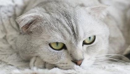 谈球吧🏀CUBAL附加赛-肖正杰38+9 付典钦20+7+6 深圳大学力克武汉理工