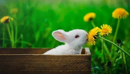 谈球吧官网登录入口🎮稳扎稳打!阿蛋主宰边路亮眼发挥助队拿下RNG!UUG 3-2 RNG